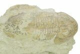 Bargain, Illaenus Dalmani Trilobite Fossil - Russia #363085-3